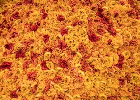 Abstract background . Close-up of orange and red tulips flowersの写真素材