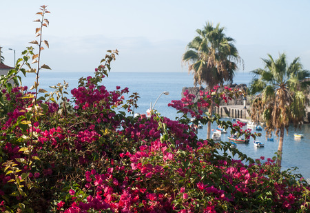  Camara de Lobos - traditional fishing village, situated five kilometres from Funchal on Madeira. Portugalの写真素材