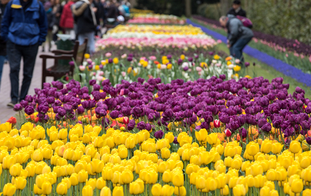 Visitors at the Keukenhof Garden in Lisse, Holland, Netherlands.のeditorial素材