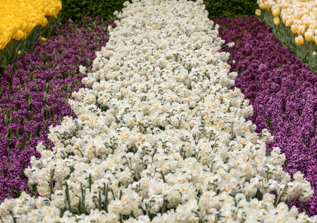 colorful tulips,  hyacinth and daffodils  blooming in a gardenの写真素材