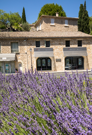 GORDES, FRANCE - JUNE 25, 2017:  The flourishing lavender  in Gordes. Provence,  Franceのeditorial素材