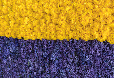 Abstract background . Close-up of blue-yellow tulips and hyacinthsの写真素材
