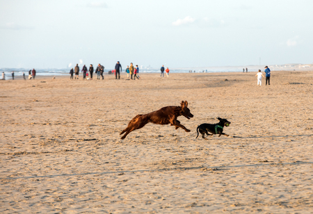 Katwijk, Netherlands - April 23, 2017: Red setter dog having fun on a beach at Katwijk aan Zee, Netherlandsの写真素材