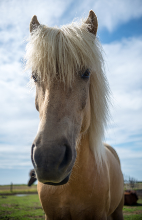 Close up of Icelandic horse in a pasture in Icelandの写真素材