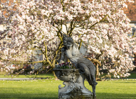 Brody, Poland - April 17, 2017: A stone sculpture of a woman on the background of a blooming magnolia at the Bruhl Palace in Brody. Polandのeditorial素材