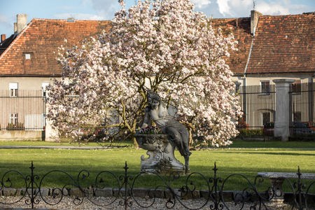 Brody, Poland - April 17, 2017: A stone sculpture of a woman on the background of a blooming magnolia at the Bruhl Palace in Brody. Polandのeditorial素材