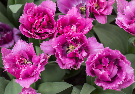  Fringed tulips blooming in a garden. Fringed tulips got their name from the distinct frayed edge on their petals.の写真素材