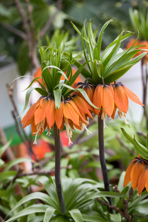Spring blooming orange  Fritillaria imperialis in gardenの写真素材