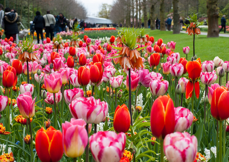 Visitors at the Keukenhof Garden in Lisse, Holland, Netherlands.の写真素材