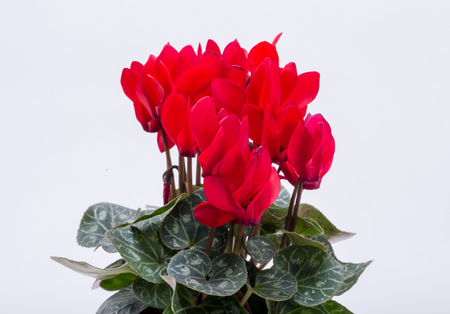  the Persian cyclamen flower isolated on white backgroundの写真素材