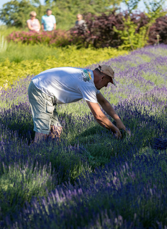 Ostrow, Poland - June 6, 2018: A 'Garden full of lavender' arranged by Barbara and Andrzej Olender in OstrÃ³w 40 km from Krakow. The smell and color of lavender allows visitors to feel like in Provenceのeditorial素材