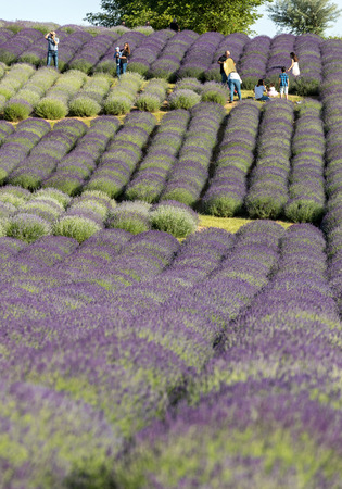 Ostrow, Poland - June 6, 2018: A 'Garden full of lavender' arranged by Barbara and Andrzej Olender in OstrÃ³w 40 km from Krakow. The smell and color of lavender allows visitors to feel like in Provenceのeditorial素材