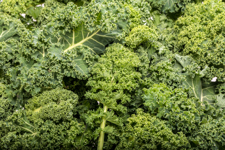 A healthy fresh curly kaleの写真素材