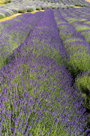 A 'Garden full of lavender' arranged by Barbara and Andrzej Olender in OstrÃ³w 40 km from Krakow.の写真素材