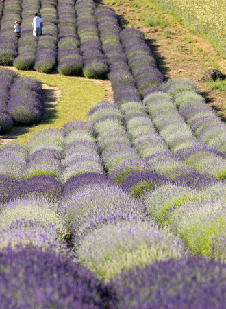 Garden with the flourishing lavenderの写真素材