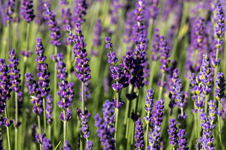 the blooming lavender flowers in Provence, near Sault, Franceの写真素材
