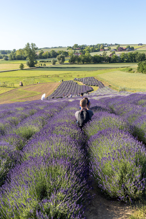 Ostrow, Poland - June 6, 2018: A 'Garden full of lavender' arranged by Barbara and Andrzej Olender in OstrÃ³w 40 km from Krakow. The smell and color of lavender allows visitors to feel like in Provenceのeditorial素材