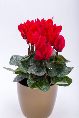 the Persian cyclamen flower isolated on white backgroundの写真素材