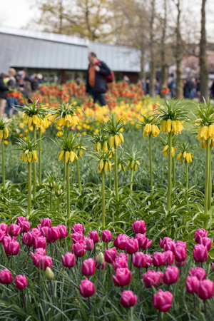 LISSE, NETHERLANDS - APRIL 19, 2017: Visitors at the Keukenhof Garden in Lisse, Holland, Netherlands.のeditorial素材