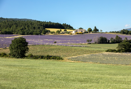 Lavender field near Sault in Provence,  Franceの写真素材