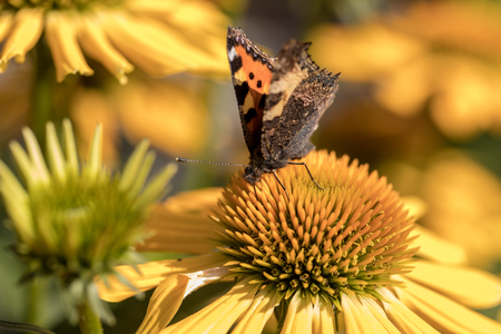 Painted Lady (Vanessa cardui), butterfly feeding on Black eyed Susan(Rudbeckia hirta), in gardenの写真素材
