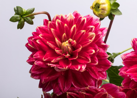 Red dahlia flower isolated on white backgroundの写真素材