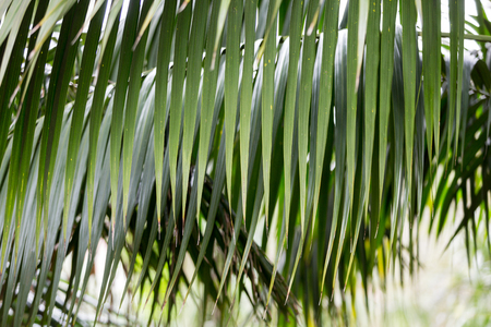 Monte Palace tropical garden in Funchal on Madeira Island. Portugalの写真素材
