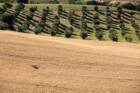view of olive groves and fields on rolling hills of Abruzzoのeditorial素材