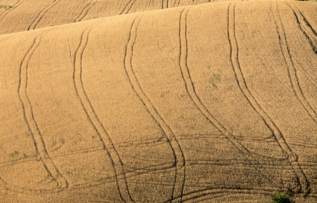 Fields of growing grain on rolling hills of Abruzzo. Italyのeditorial素材