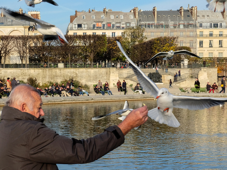 Paris, France - November 2017: Autumn in the Jardin des Tuileries, Paris, Franceのeditorial素材