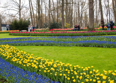 Lisse Netherlands - April 19, 2017: Colorful flowers in the Keukenhof Garden in Lisse, Holland, Netherlands.のeditorial素材