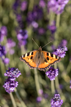 Colorful Butterfly on the blooming lavender flowersの写真素材