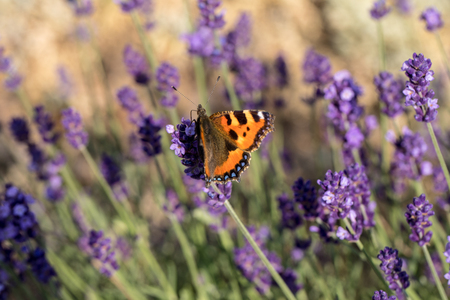 Colorful Butterfly on the blooming lavender flowersの写真素材