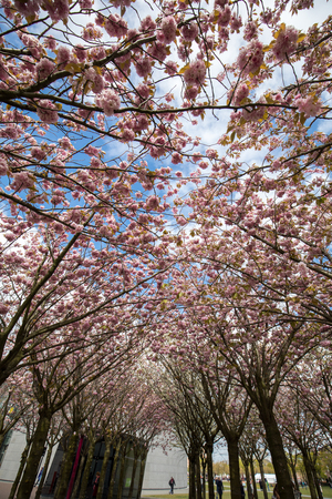 AMSTERDAM, NETHERLANDS - APRIL 22, 2017: Garden with flowering trees inspired by Van Gogh paintings between the Van Gogh museum and the Rijksmuseum on a spring day. Amsterdam, Netherlandsのeditorial素材