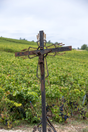 Champagne vineyards in the Cote des Bar area of the Aube department. Franceの写真素材