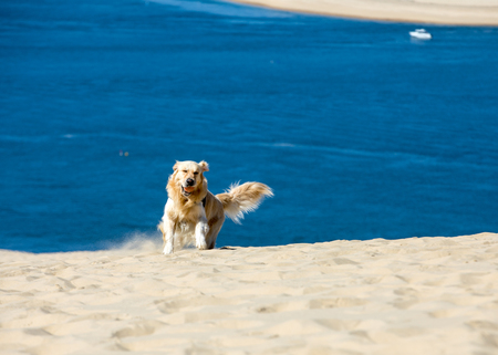 Golden Retriever on the Dune of Pilat, the tallest sand dune in Europe. La Teste-de-Buch, Arcachon Bay, Aquitaine, Franceの写真素材