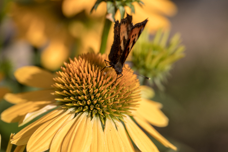Painted Lady (Vanessa cardui), butterfly feeding on Black eyed Susan(Rudbeckia hirta), in gardenの写真素材