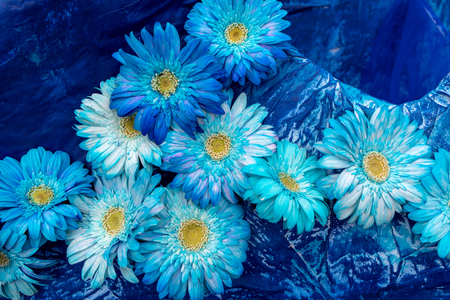Many blue gerbera flowers on a blue backgroundの写真素材
