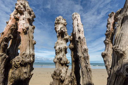 Big breakwater, 3000 trunks to defend the city from the tides, Plage de l'Ãventail beach in Saint-Malo, Ille-et-Vilaine, Brittany,の写真素材