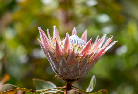 King protea or  protea cynaroides the national flower of South Africa
