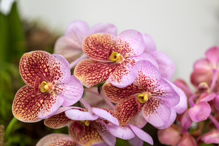 Close up of  beauty colorful orchid flowerの写真素材