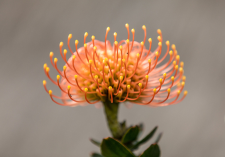 orange flower of Pincushions or Leucospermum condifolium.