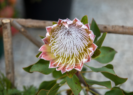 King protea or  protea cynaroides the national flower of South Africa