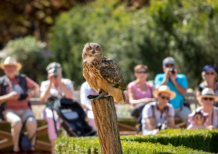 Milandes, France - September 4, 2018: Tourists are watching the show of birds of prey at Chateau des Milandes, a castle  in the Dordogne, Aquitaine, Franceのeditorial素材
