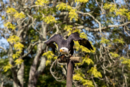 An American Bald Eagle - Haliaeetus leucocephalus