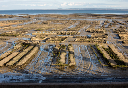 Oyster beds at low tide in oyster farm, Cancale, Brittany, France