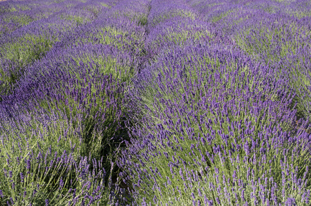 the blooming lavender flowers in Provence, near Sault, Franceの写真素材