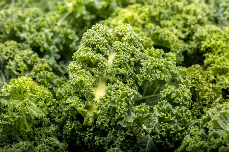A healthy fresh curly kaleの写真素材