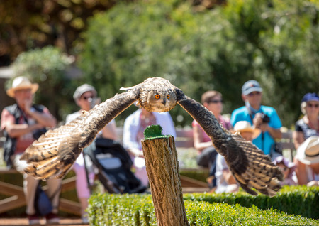 Milandes, France - September 4, 2018: Tourists are watching the show of birds of prey at Chateau des Milandes, a castle  in the Dordogne, Aquitaine, Franceのeditorial素材