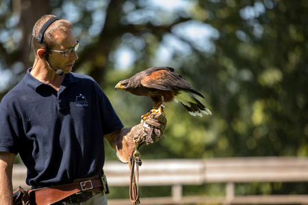 Milandes, France - September 4, 2018: the show of birds of prey at Chateau des Milandes, a castle  in the Dordogne, Aquitaine, France